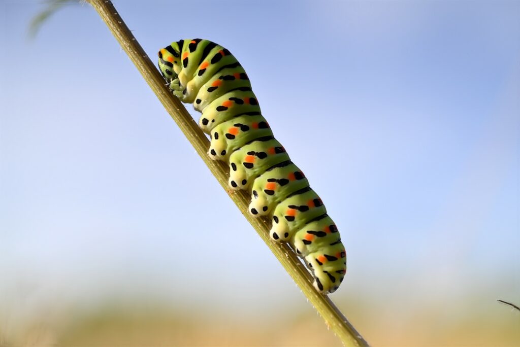 Papilio machaon Raupe -Eifalia Exkursion